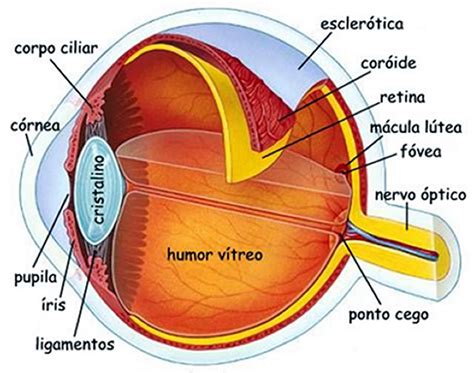 olho anatomia - pinguecula no olho